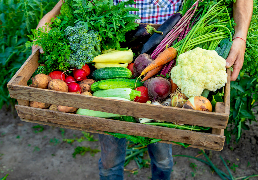 vegetable harvest season raw material supply