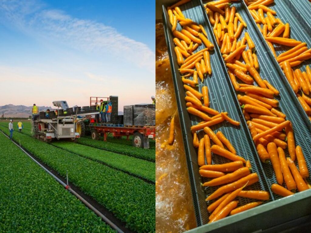 vegetable harvesting and raw material selection for dehydration