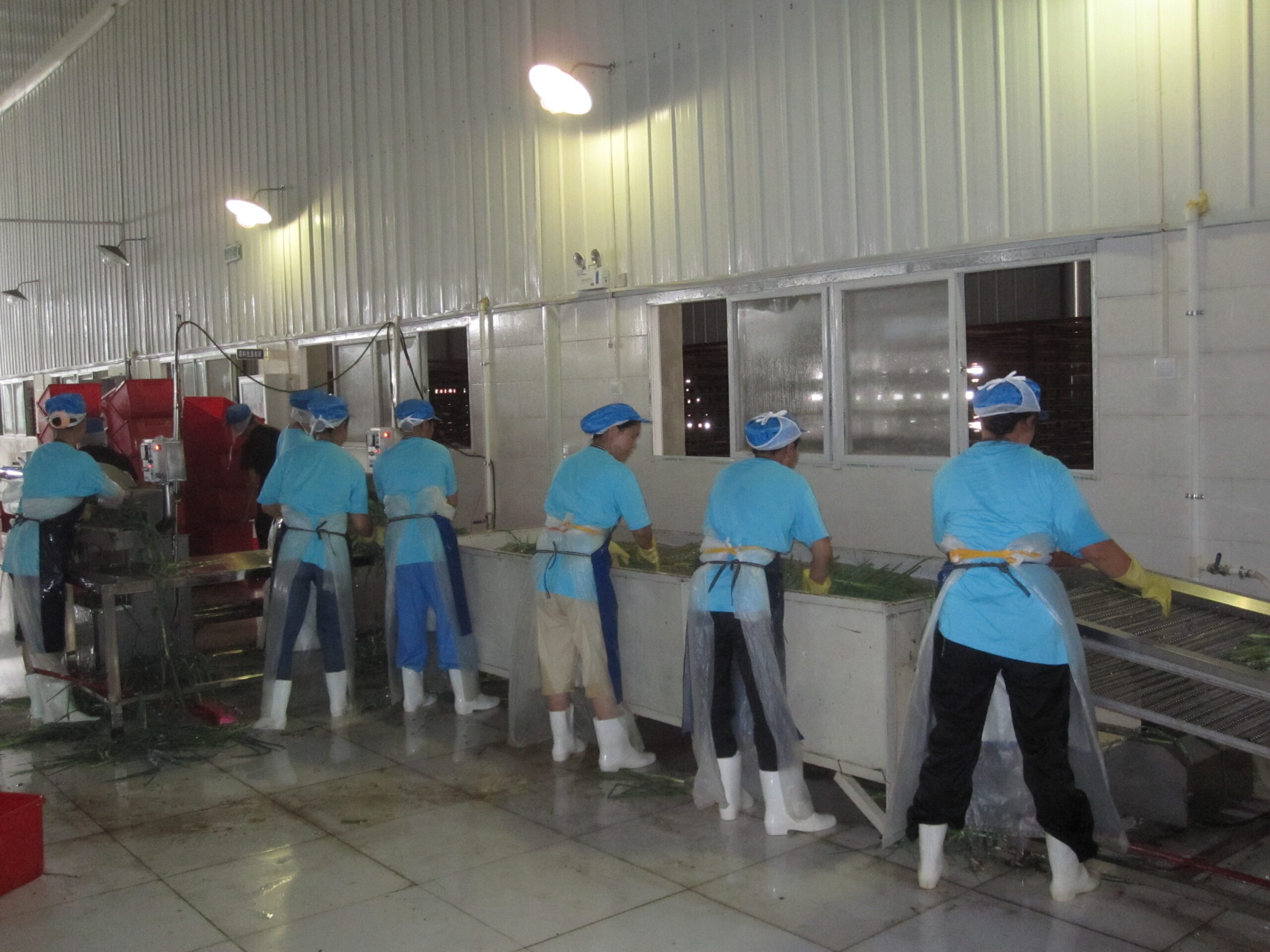 Green onion processing facility in Yunnan China dehydration line